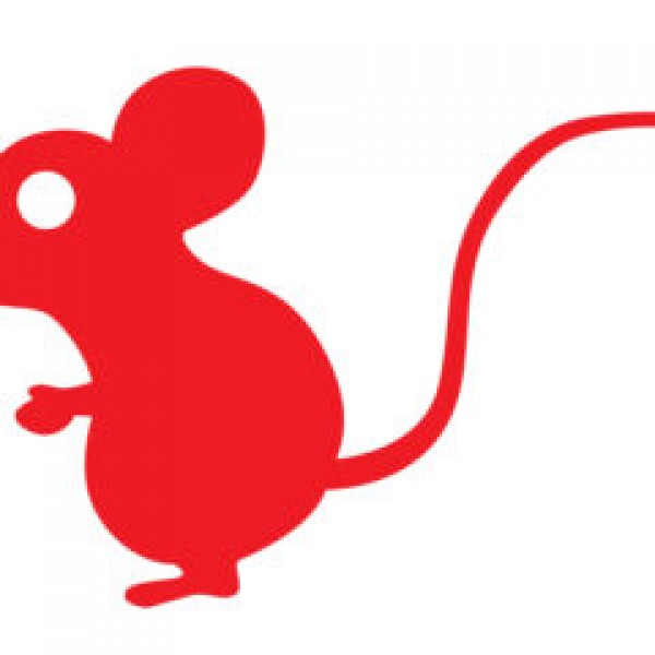 京都市中京区　ネズミ調査（飲食店）糞・ラットサインを確認サムネイル