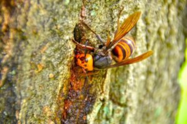 京都府宇治市　ハチ駆除（管理会社） ハチの巣を撤去サムネイル