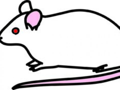 ネズミの被害について　プロの害虫駆除業者が解説します！