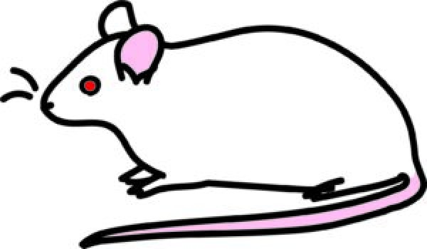 ネズミの被害について　プロの害虫駆除業者が解説します！サムネイル