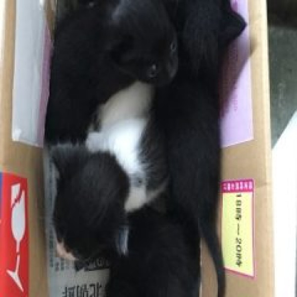 京都市伏見区　屋根裏の子猫救出　（個人宅）　ノミ被害予防サムネイル