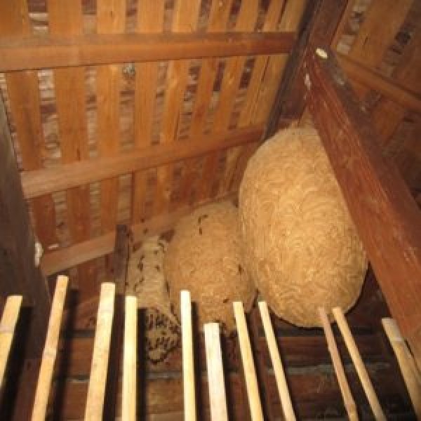 滋賀県栗東市　スズメバチ駆除　(個人宅)　巣を撤去サムネイル