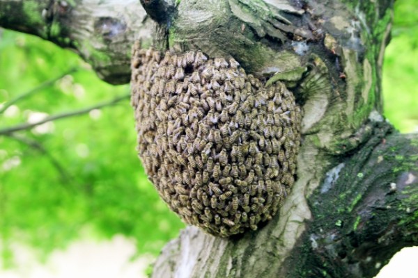 【分蜂】春になるとハチの引っ越しが始まりますサムネイル