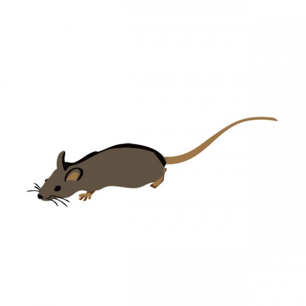 ネズミを自宅で発見した時の対処方法をお教えいたします！サムネイル