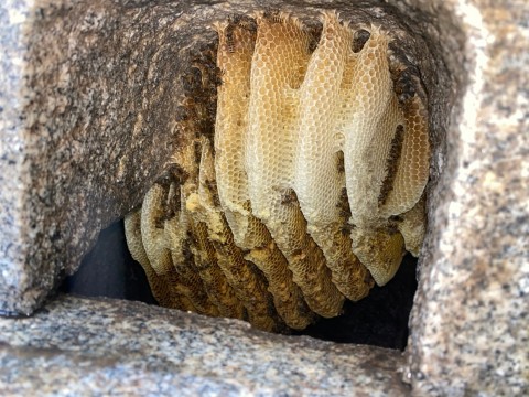 京都市内　ミツバチの巣駆除(墓地)(比較サイト経由)