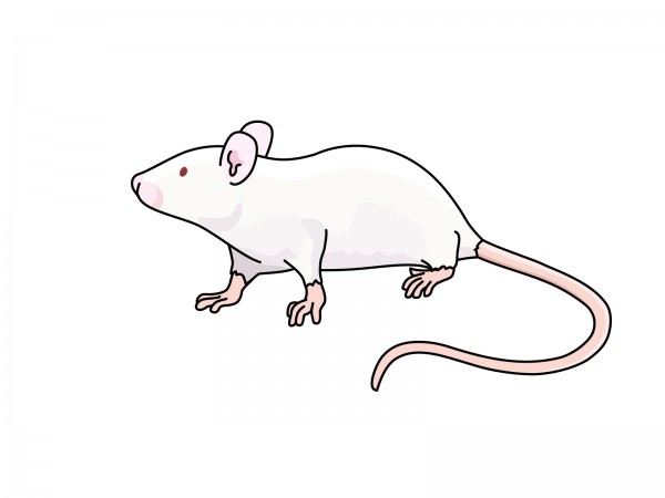 ネズミによる被害は早めに対処することが必要ですサムネイル