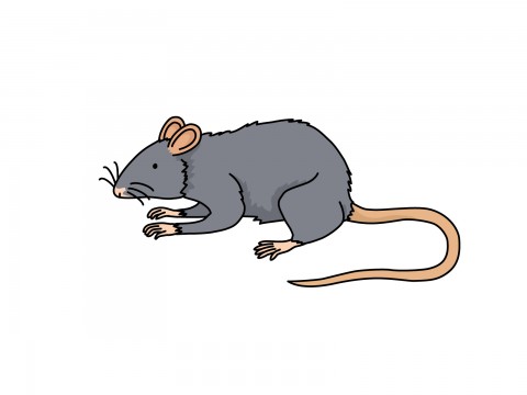 プロの害虫駆除業者が行うネズミ駆除の方法を紹介します！