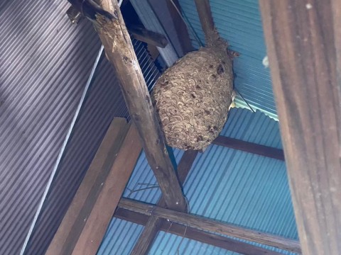 長岡京市　スズメバチの巣駆除（戸建て）